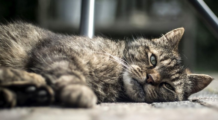 Come riconoscere se il tuo gatto potrebbe essere malato con una semplice occhiata