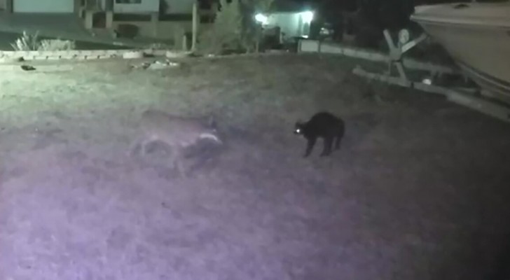 Mamma gatta affronta 3 coyote per proteggere i suoi gattini: una telecamera riprende tutto