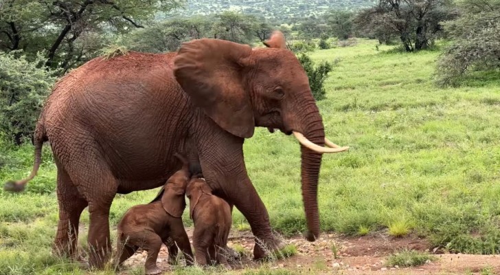Un'elefantessa ha partorito due gemelli, ed è un evento rarissimo