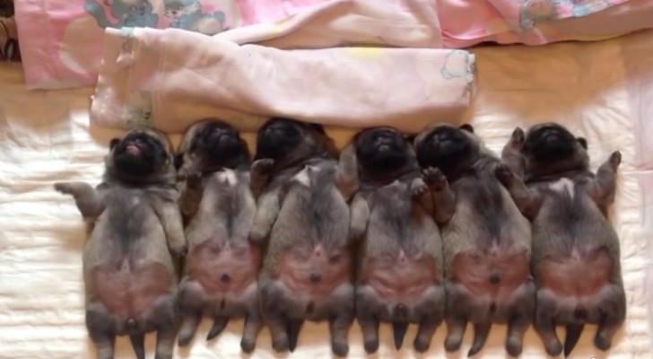 These Pug puppies sleeping all together are ADORABLE. Look the one to the left ...