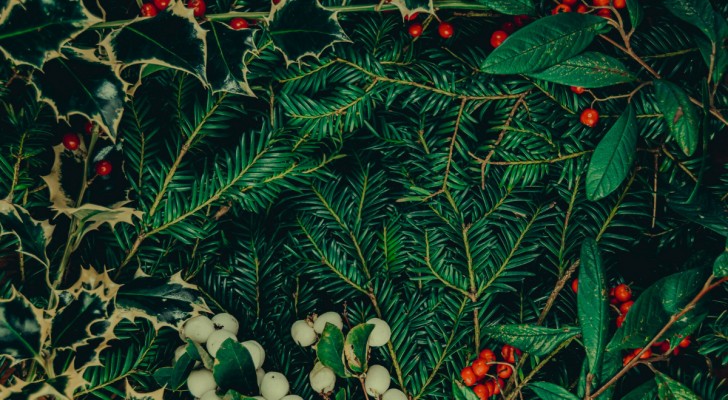 Rami e fronde per le composizioni di Natale: le 7 piante migliori per le decorazioni fai-da-te