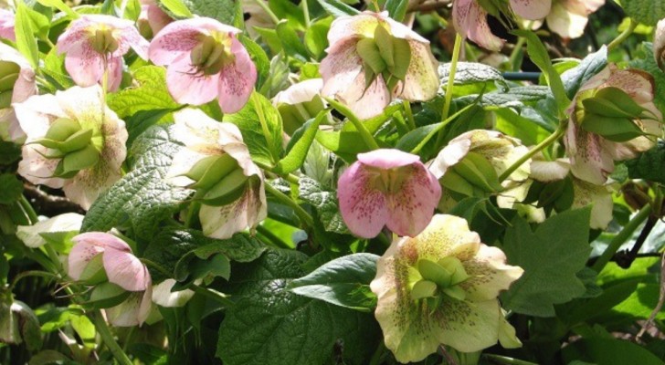 Ellebore, eine außergewöhnliche Pflanze: Entdecken Sie, wie man die Winterrose kultiviert