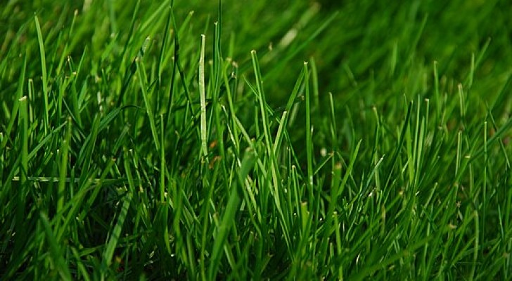 När är bästa tiden för att så gräsmattan? Låt oss ta reda på det med råd från experter
