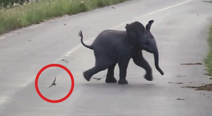 They see a baby elephant running on the road: what he's doing is hilarious!