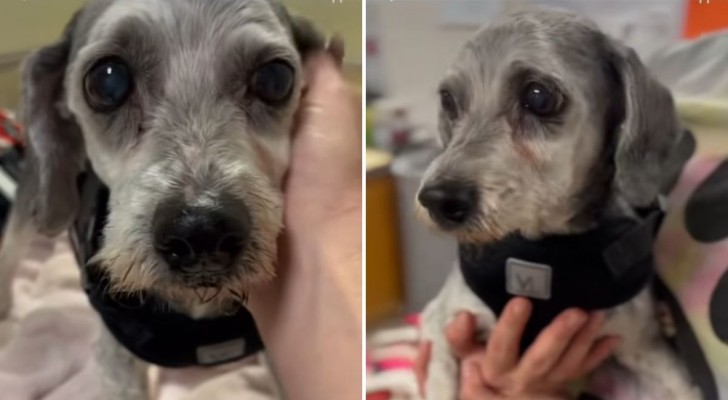 Una cagnolina di 15 anni trova una famiglia adottiva, dopo essere stata lasciata dai suoi proprietari