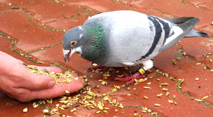 97enne rischia di essere multata per aver dato cibo ai piccioni nel suo giardino