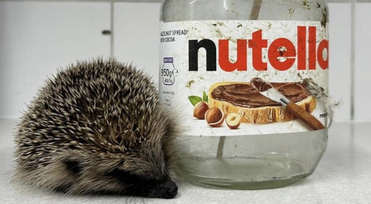 Trova un animale intrappolato nel barattolo di Nutella: il salvataggio di un piccolo riccio