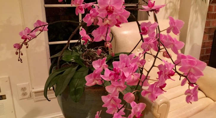 Zien je orchideeën er niet zo mooi uit? Help ze met citroensap