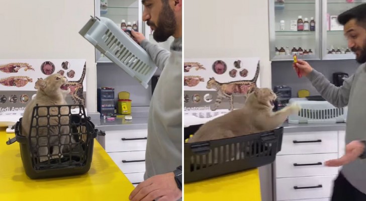 Gatto diventa aggressivo dal veterinario: un video virale che divide il web
