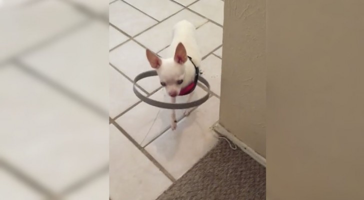 Este cãozinho é completamente cego, então seus donos inventam um modo de ajudá-lo!