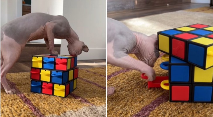 "Il mio gatto risolve un cubo di Rubik": il video del gatto che trova tutti i croccantini nascosti diverte i social