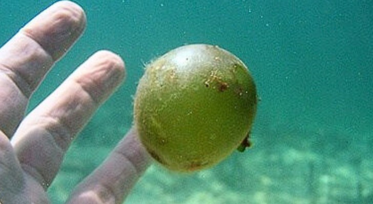Heb jij deze vreemde bol in zee ooit gezien? Ze noemen het de "zeemansoogbol", dit is wat het in werkelijkheid is