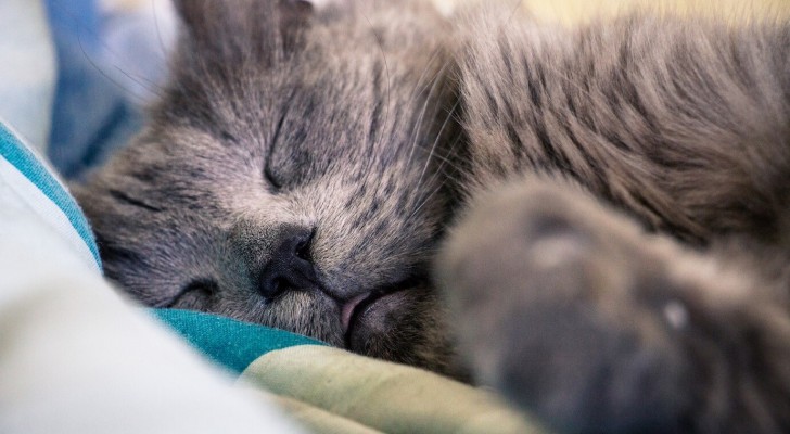 Il tuo gatto dorme troppe ore al giorno? Ma quante sono le ore che dovrebbe spendere nei suoi riposini?