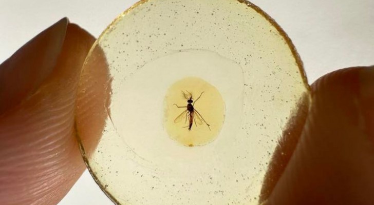 Früher haben auch Mückenmännchen Blut gesaugt: Warum tun sie es heute nicht mehr? 