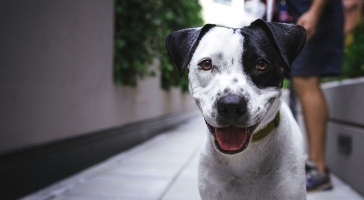I cani adottati sono più riconoscenti o semplicemente più felici?