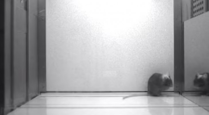 Uit onderzoek blijkt dat muizen zichzelf kunnen herkennen in de spiegel: de video van het experiment