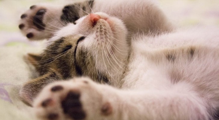 Una ricerca ha rivelato i sette tratti della personalità di un gatto: c’è anche l’eccesso di pulizia