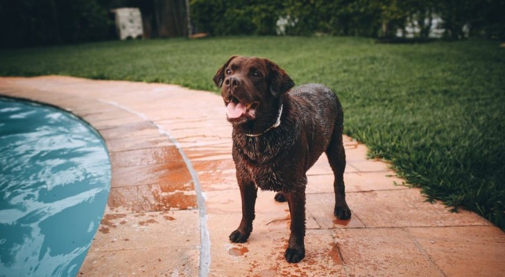 Tutti i rischi dei profumi per cani: ecco perché non dovresti mai usarli