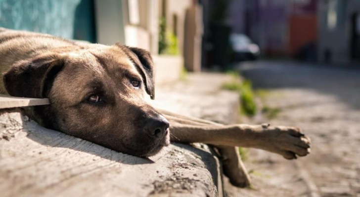 Come capire se il tuo cane non sta bene: i segnali da non sottovalutare