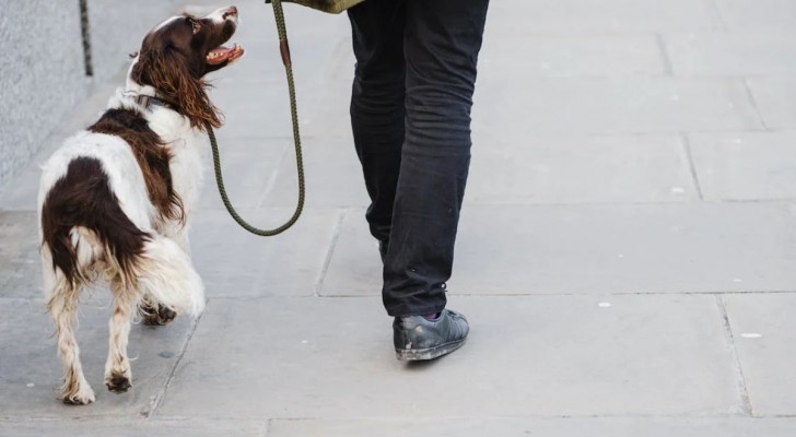 Come capire se il cane deve fare i bisogni: i segnali a cui prestare attenzione