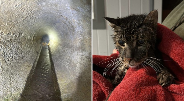 Salvano un gatto abbandonato in un canale di drenaggio: ora cercano una famiglia adottiva