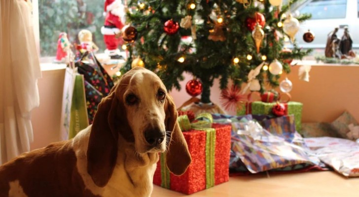Come rendere il Natale sicuro per il tuo cane: i consigli indispensabili