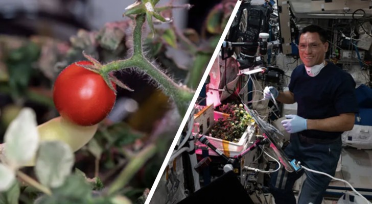 La première tomate cultivée dans l'espace a disparu pendant 8 mois : les astronautes l'ont retrouvée