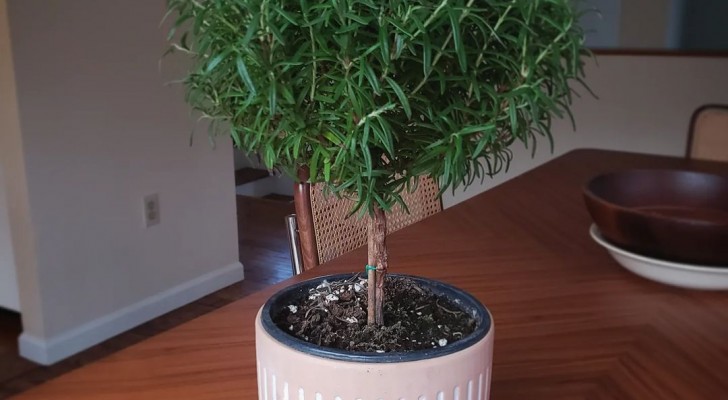 Crescere il rosmarino come un albero è possibile con questa tecnica di coltivazione