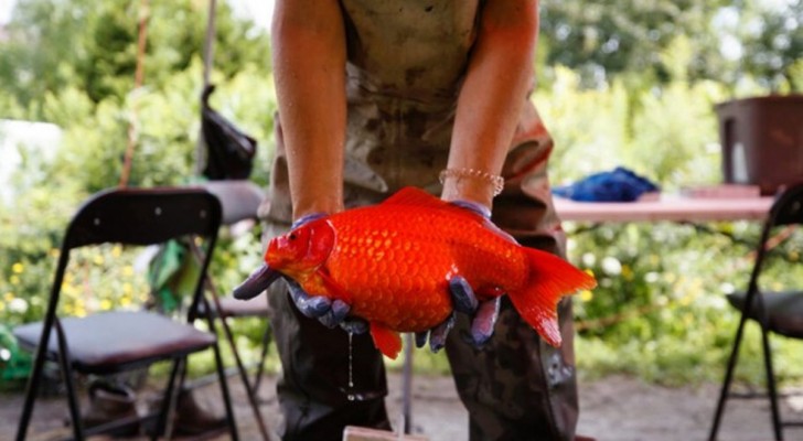 pesce rosso enorme