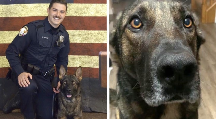 Fa un'offerta di 10.000 dollari per adottare il “suo” cane poliziotto, ma viene respinta: il suo appello è disperato