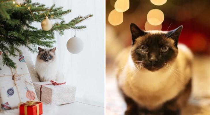 3 ottime alternative da valutare se stai pensando di regalare un animale domestico per Natale