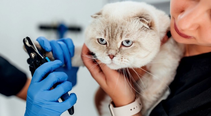 Un nuovo studio suggerisce il metodo corretto per tagliare le unghie ai gatti