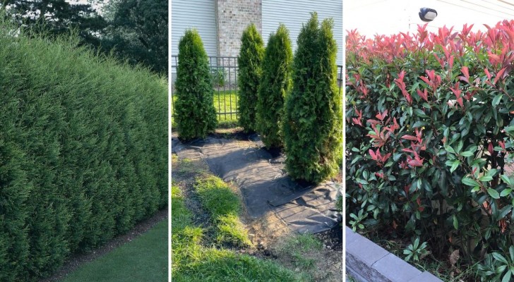 Trovate rapidamente la privacy che cercate nel vostro giardino con queste 7 piante a crescita rapida