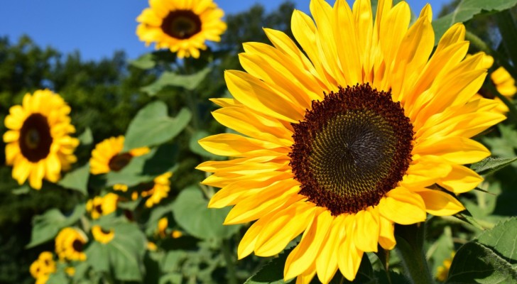 We hebben misschien begrepen hoe zonnebloemen het zonlicht volgen