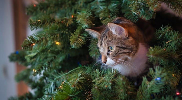 Il metodo virale sul web per tenere lontani i gatti dall'albero di Natale è dannoso