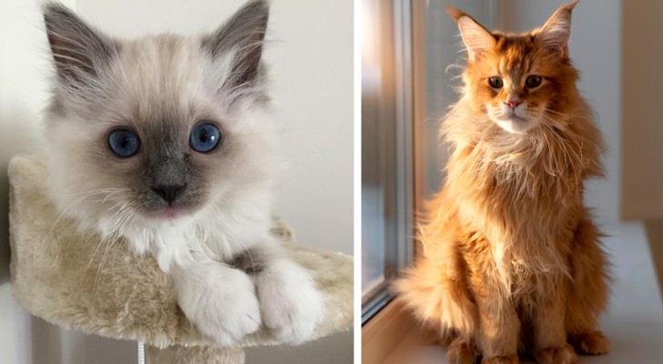 Qual è la razza di gatto più indicata per chi non ha familiarità con i felini?
