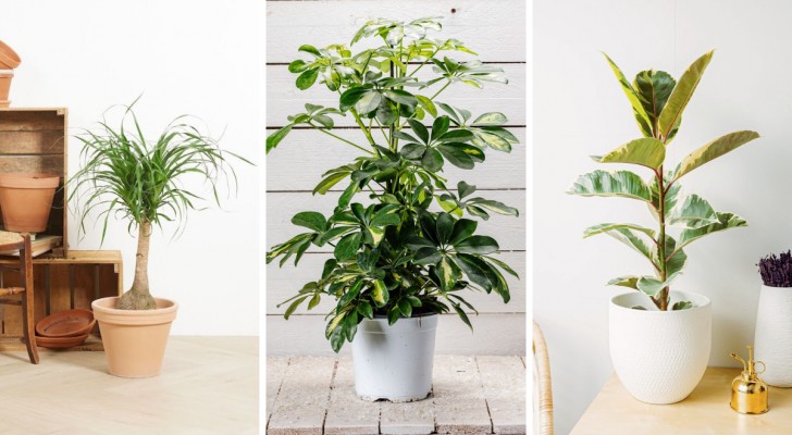 5 piante da appartamento che puoi (quasi) dimenticare di innaffiare