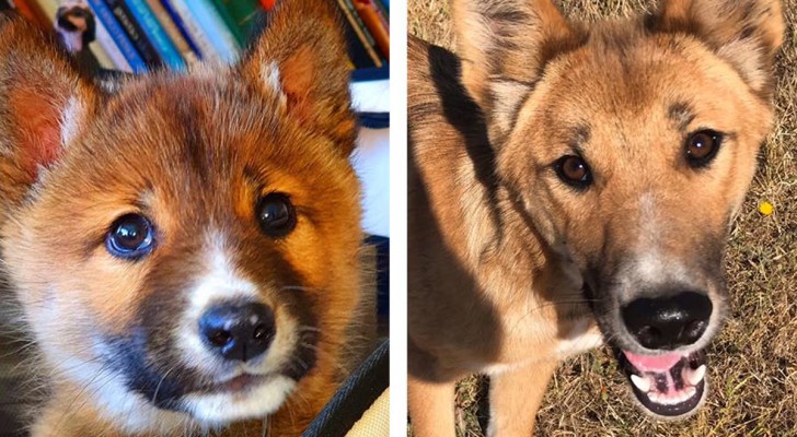 Adotta un cucciolo fatto cadere da un’aquila, ma presto si accorge che non è un cagnolino