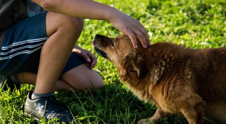 Gli scienziati hanno scoperto come reagiscono i cani quando gli parliamo come se fossero dei bambini