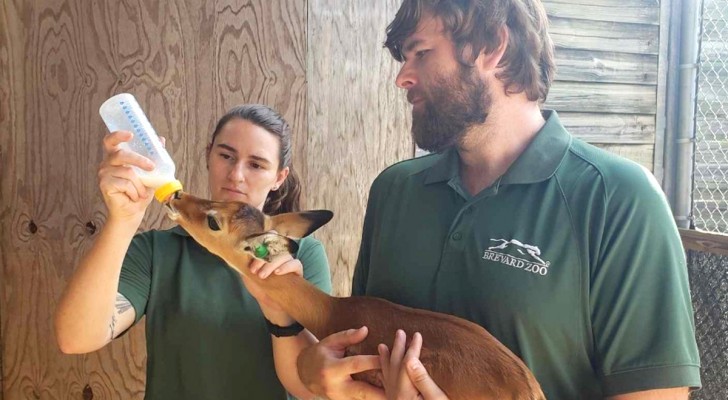Lo zoo adotta un cucciolo dopo che la sua mamma rifiutava di dargli il latte: le tenere immagini
