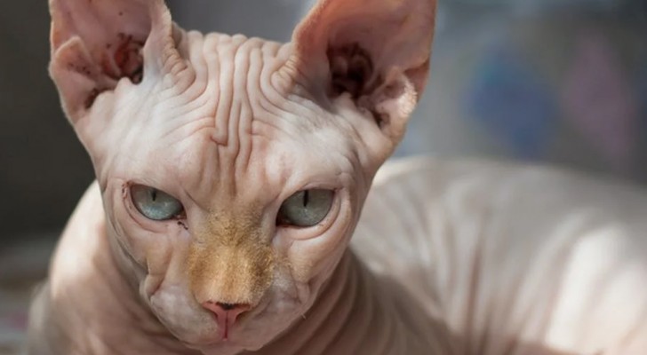 Tutto quello che devi sapere sul gatto Sphynx