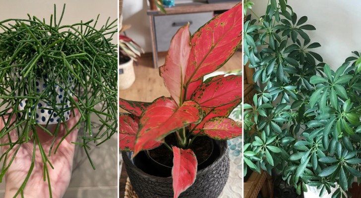 Aggiungete stile alla vostra casa con queste 10 piante d'appartamento sottovalutate