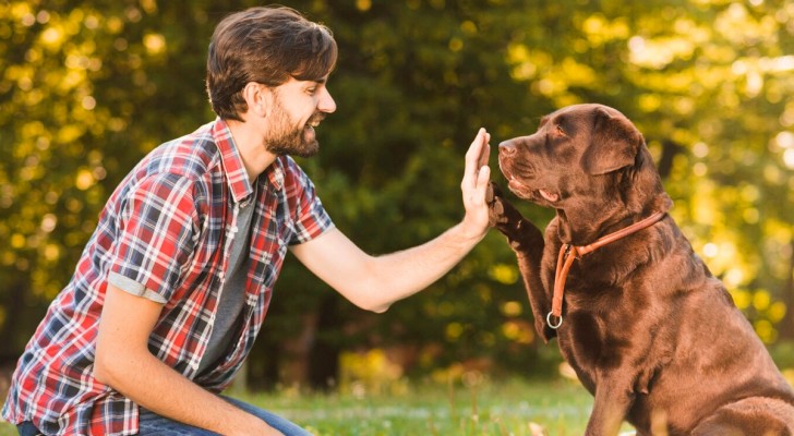 Quante parole sono in grado di assimilare i cani? E capiscono davvero quelli che gli diciamo?