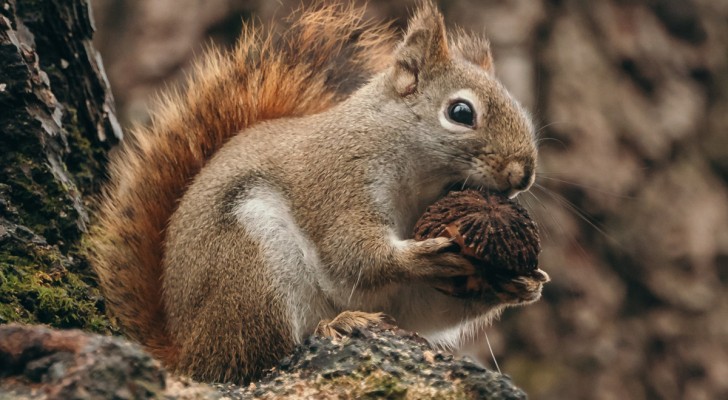 Herinneren eekhoorns zich waar ze hun eten hebben begraven of vergeten ze het voor altijd?