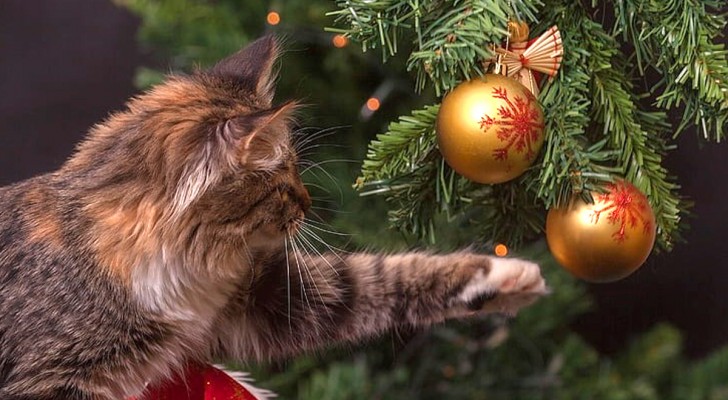 Come evitare che il tuo gatto giochi con l'albero di Natale