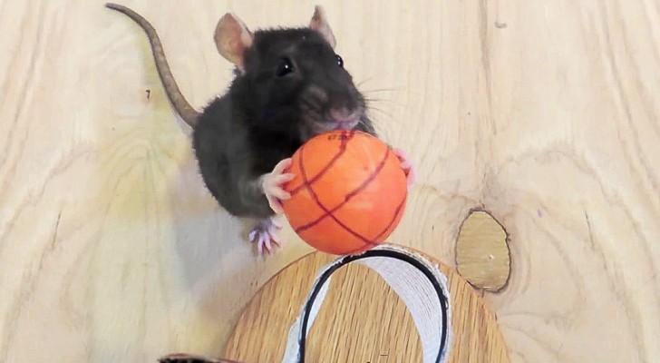 Os ratos não são animais muito amados, mas depois deste vídeo você vai mudar de ideia!