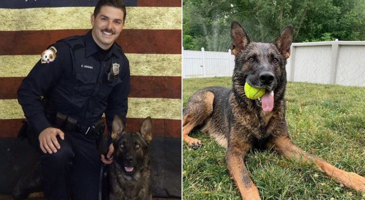 Ex agente può finalmente adottare il “suo” cane poliziotto: la città decide per il sì