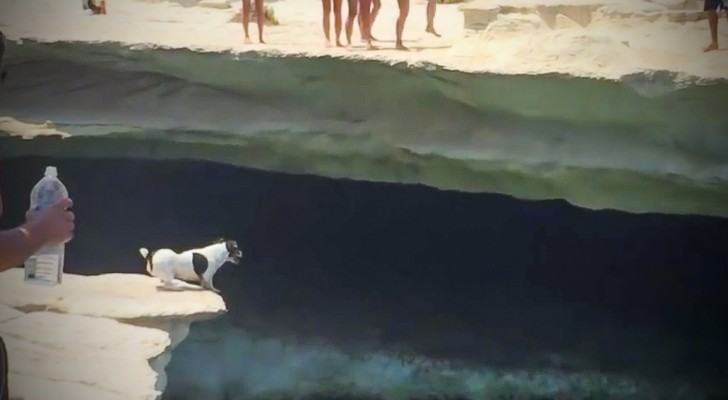 Ce chien minuscule se met au bord du rocher. Une seconde après? Quel courage!