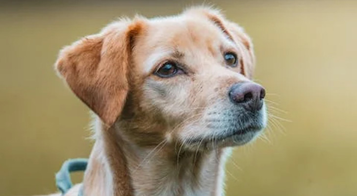 Se il tuo cane non capisce dove stai indicando non è poco intelligente: secondo una ricerca è tutto il contrario