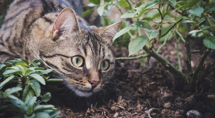 I gatti mangiano molte specie di animali diverse